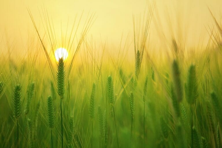 Nachhaltige Landwirtschaft